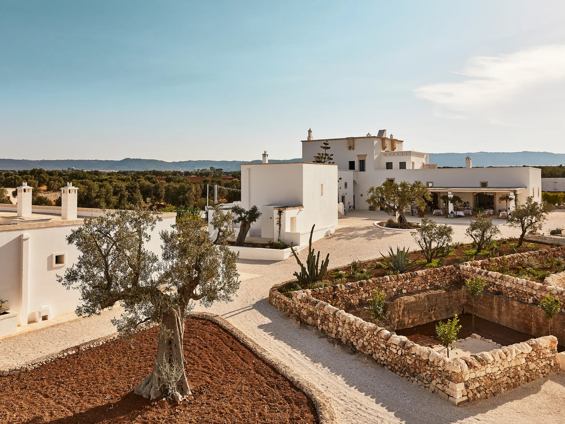 Masseria Calderisi seen across its olive grove and dry-stone walls, a hotel rooted in the Puglian landscape